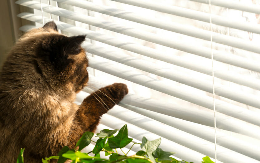 contact-cat